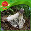 Wholesale Mushroom factory supply Natural Dictyophora